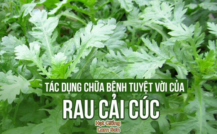 công dụng rau tần ô