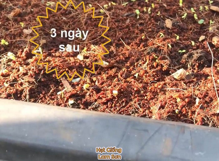gieo hạt giống rau tần ô