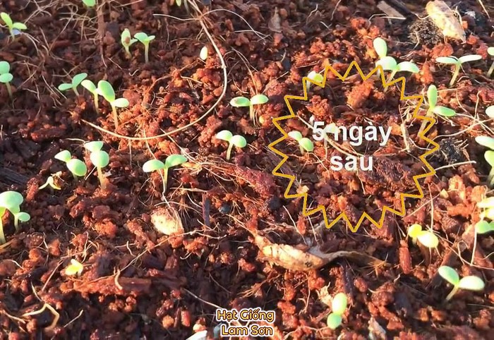 cây con tần ô sau 5 ngày