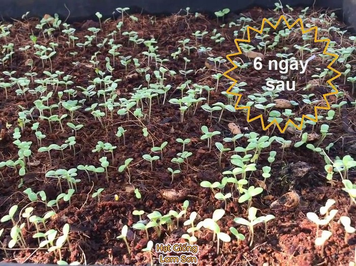 cây con rau tần ô sau 6 ngày