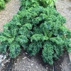 Hạt Giống Cải KaLe Siêu Xoăn Lùn 40 cm