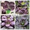 Hạt Giống Cải Thìa Đỏ - 100 Hạt