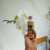 Chế Phẩm Kích Hoa Lan Alpha Omega Thái Lan