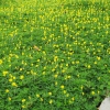 Hạt Giống Cỏ Lạc, Cỏ Đậu Phộng, Cỏ Lạc Đậu Phộng, Hoa Đậu Lạc
