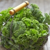 Combo 5 Gói Hạt Giống Cải Xoăn Kale | Dễ Trồng 25 Gram