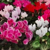 Hạt Giống Hoa Anh Thảo