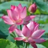 Hạt Giống Sen Ta