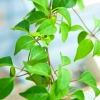 Hạt Giống Lá Giang