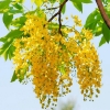 Hạt Giống Hoa Osaka Vàng F1