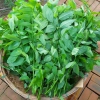 Hạt Giống Rau Ngót