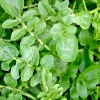 Hạt Giống Xà Lách Xoong Miền Núi - 0.5 Gram