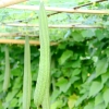 Hạt Giống Mướp Khía