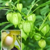 Hạt Giống Thù Lù Nam Mỹ - Cây Anh Đào Đất - 50 Hạt