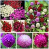 Hạt Giống Hoa Cúc Nút Áo Mix - 50 Hạt