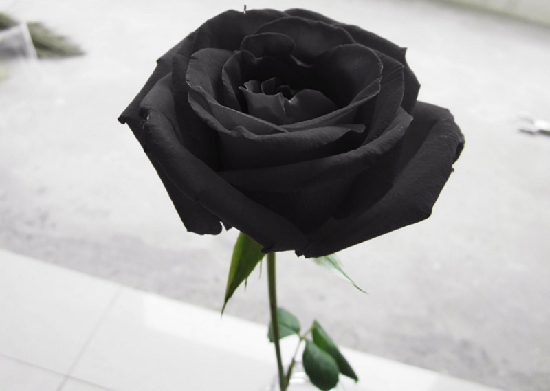 Cập nhật hơn 52 về hình nền ảnh hoa hồng đen  trieuson5