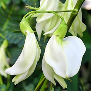 Hạt Giống So Đũa - 50 Hạt