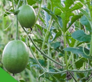Hạt Giống Dưa Hấu Nụ - 20 Hạt