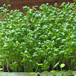 Hạt Giống Xà Lách Xoong - 0.5 Gram